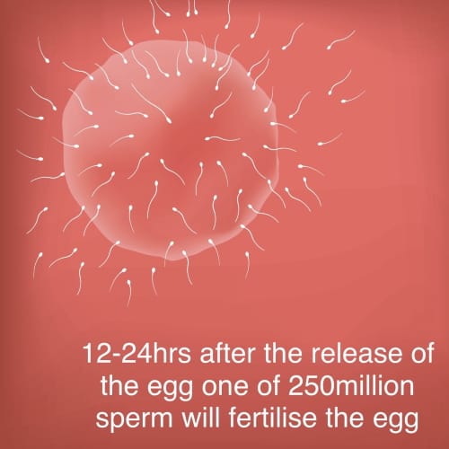 week-1-sperm-image