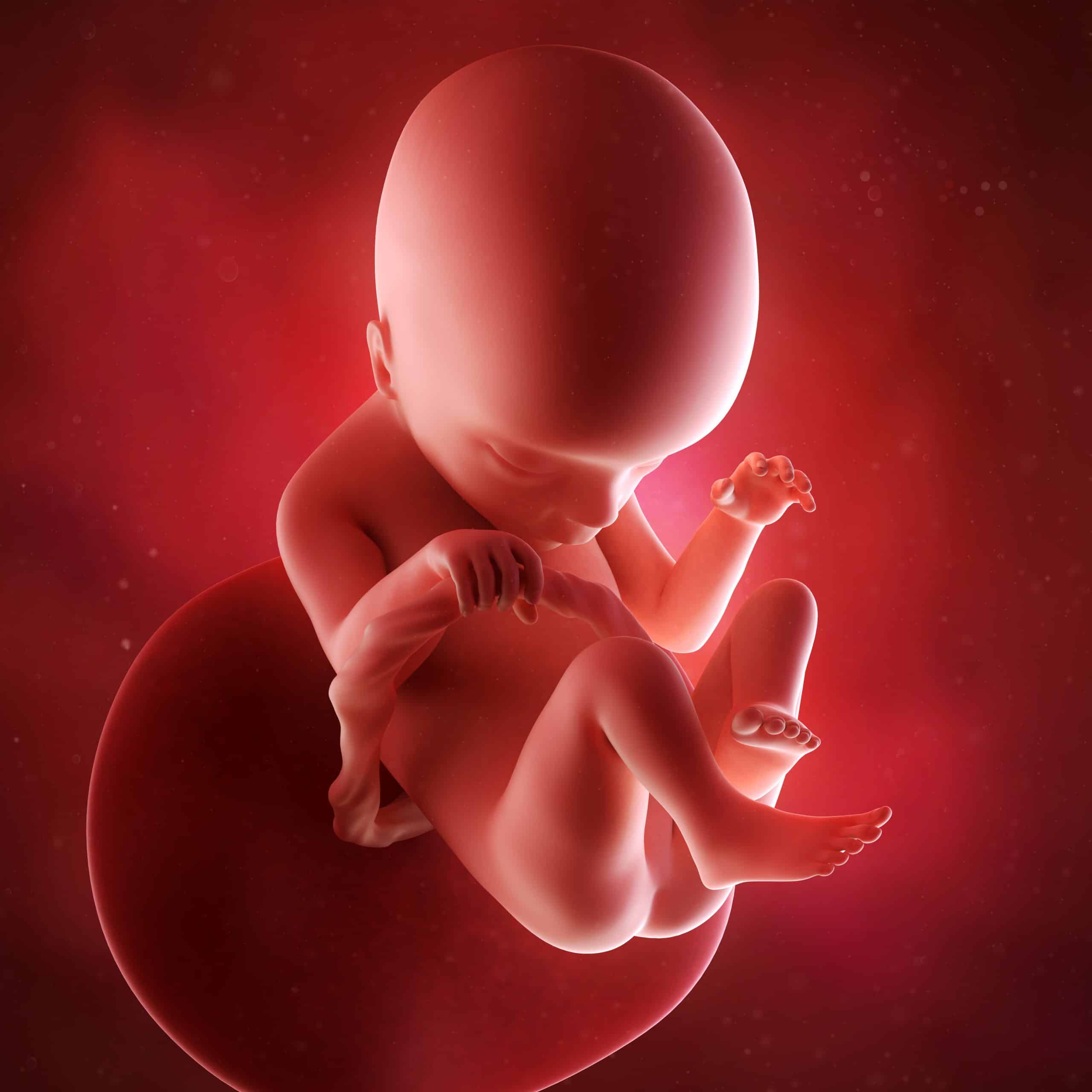 18 week fetus