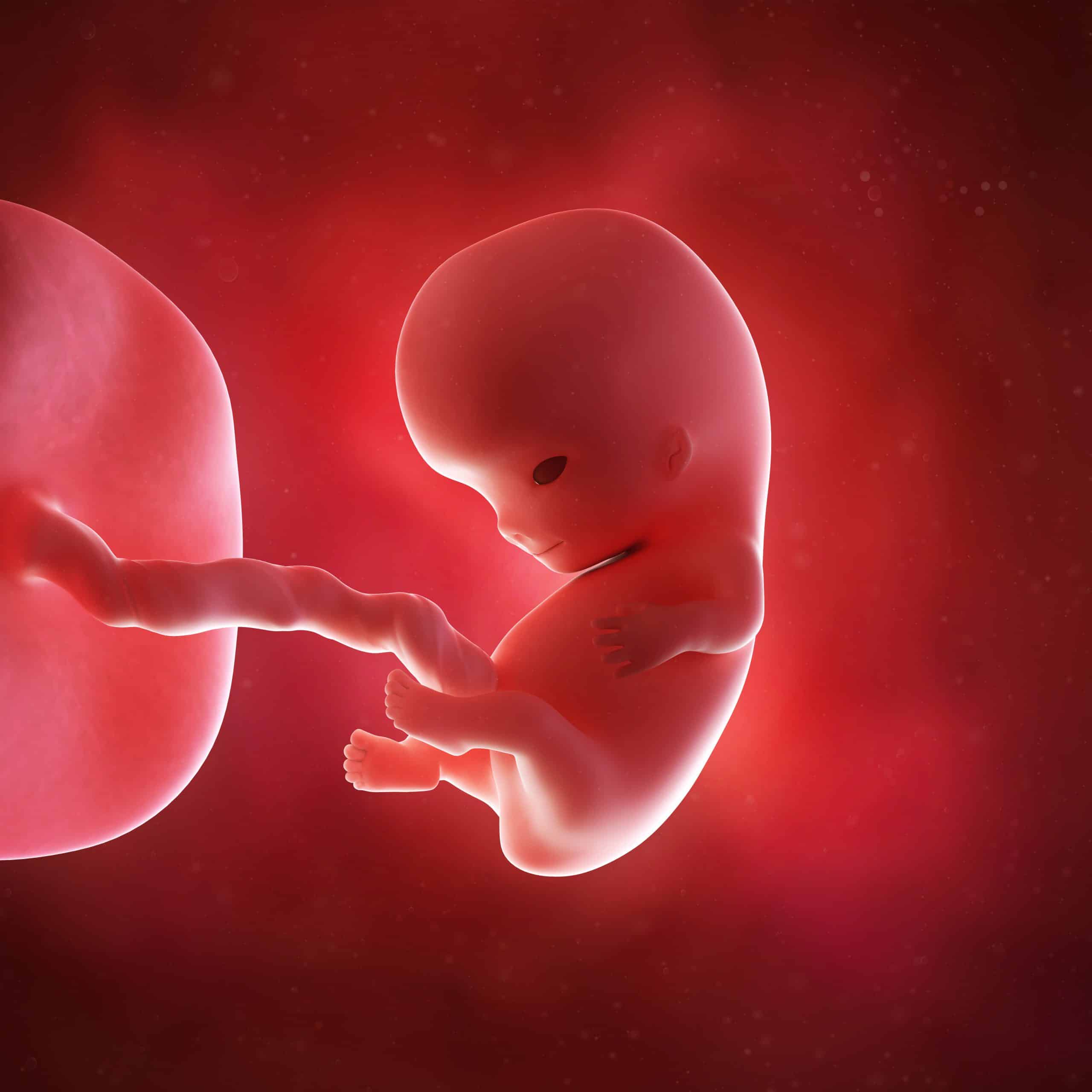 9 weeks fetus.